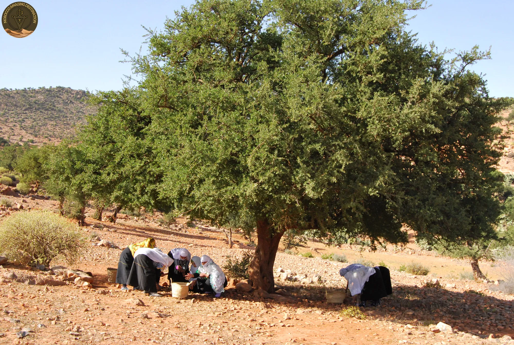 The Moroccan Argan Tree: What Makes This Tree Produce Liquid Gold