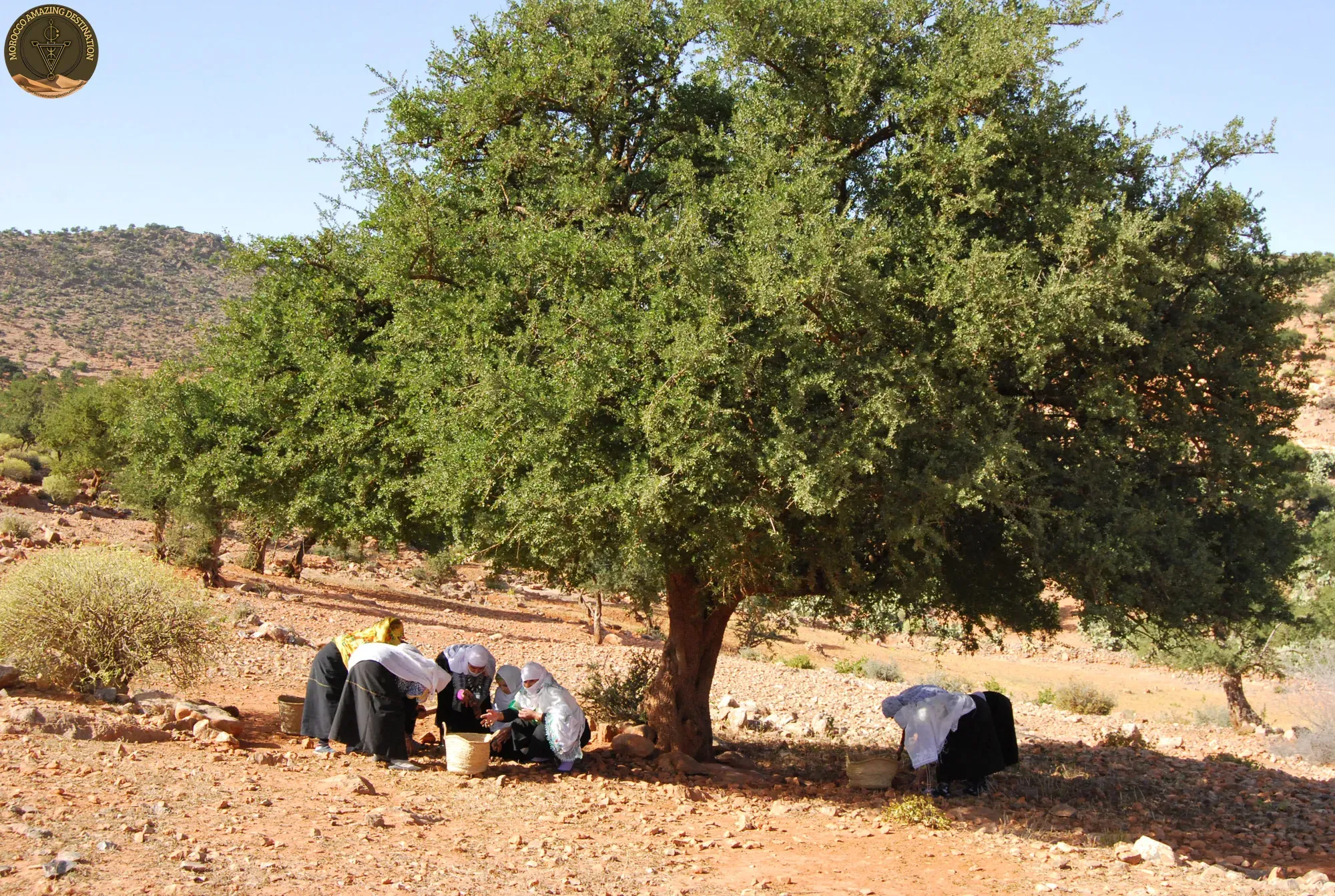 Women harvesting argan under endemic tree