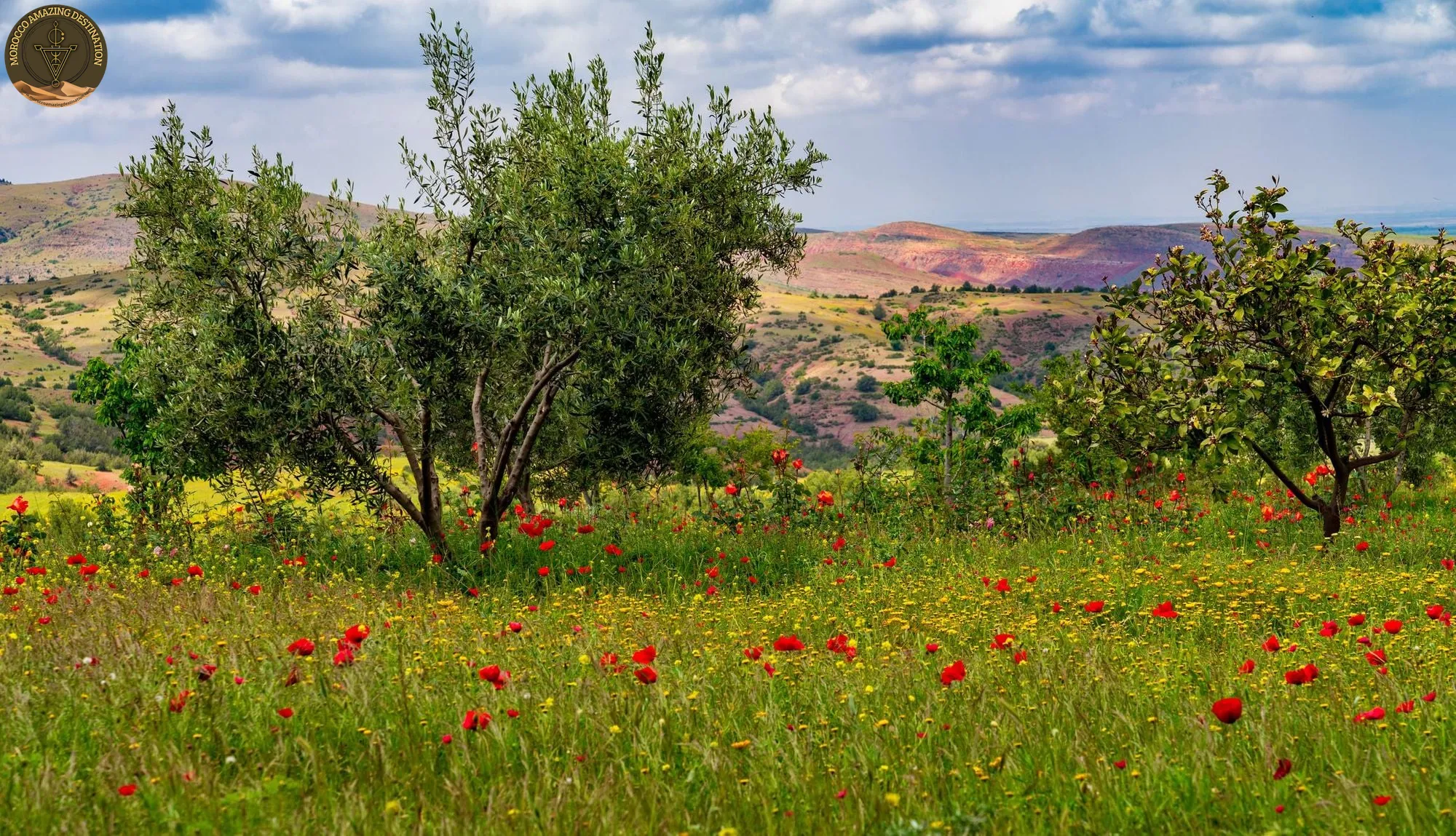 Poppy and yellow wildflower meadow with olive trees in the High Atlas foothills near Marrakech