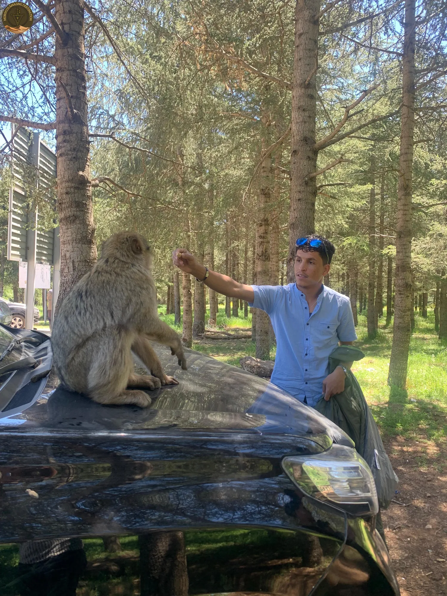Tour From Marrakech To Merzouga - Azrou cedar forest feeding monkey in Morocco