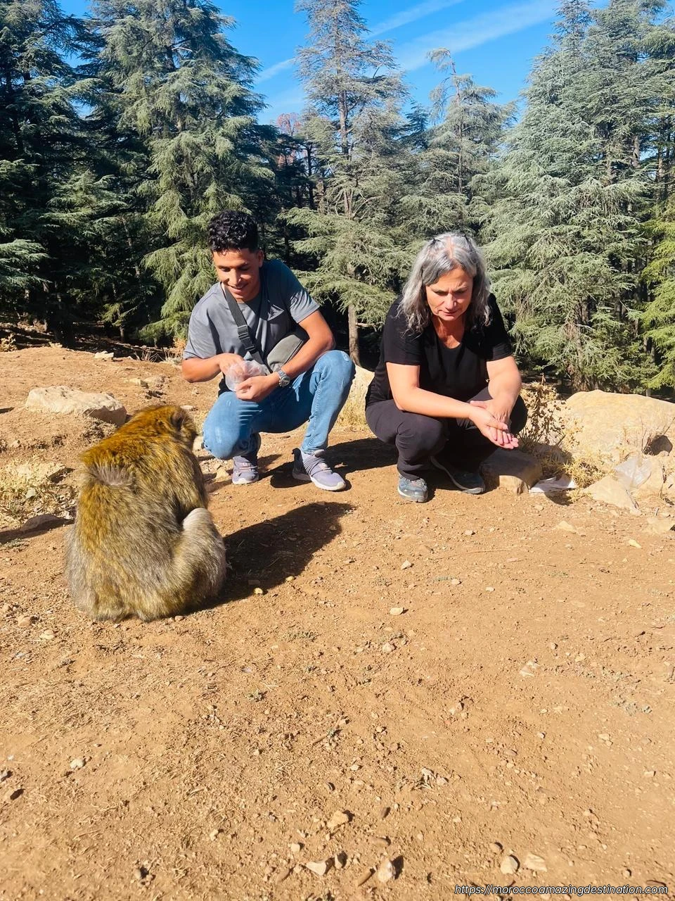 Azrou cedar forest feeding monkey