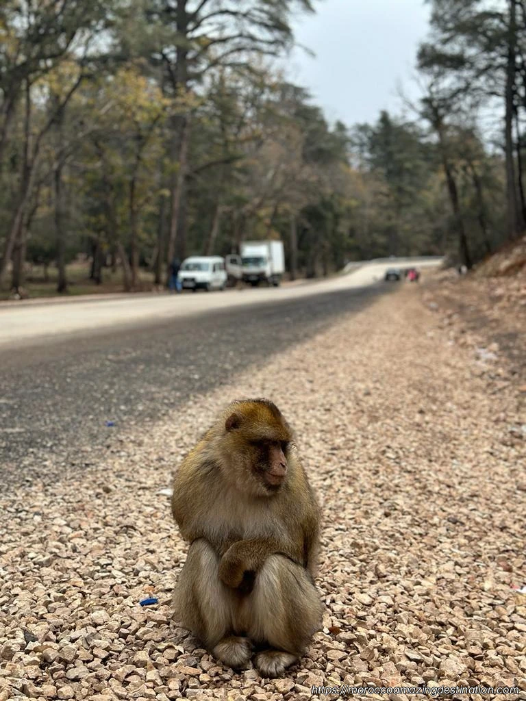 Azrou Cedar Forest Friendly Monkey