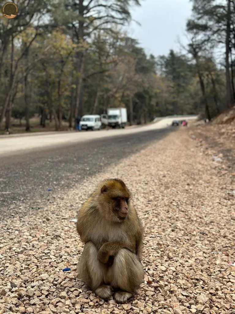Marrakech To Fes - Azrou Cedar Forest Friendly Monkey in Morocco