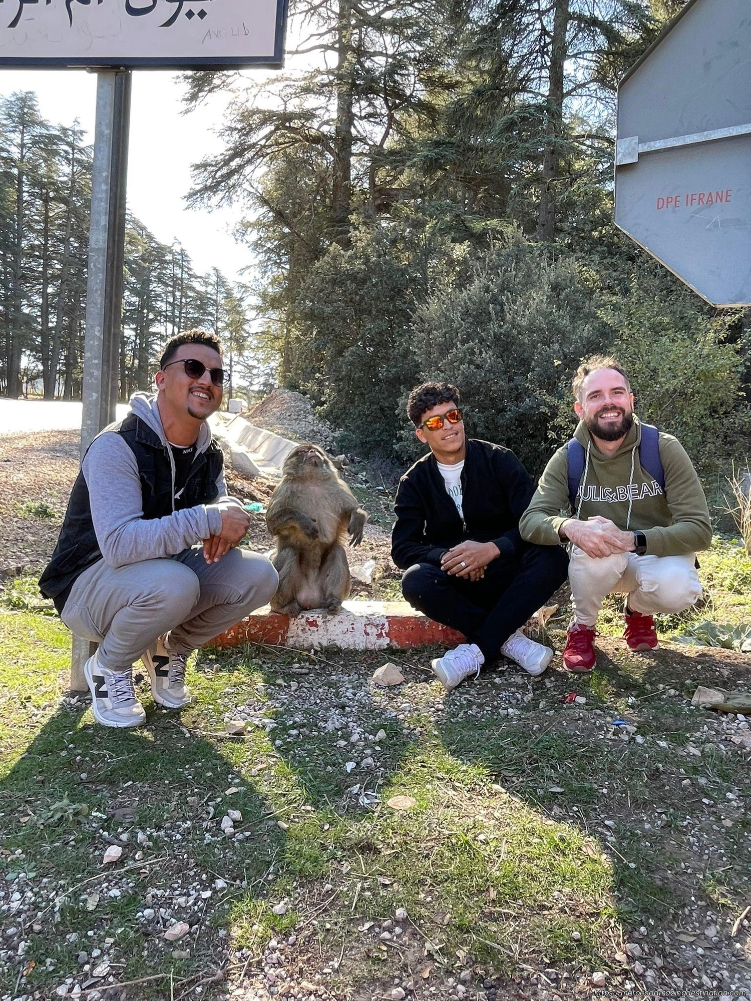 Macaco di Barberia nella foresta di cedri di Azrou, escursione al Medio Atlante da Fes