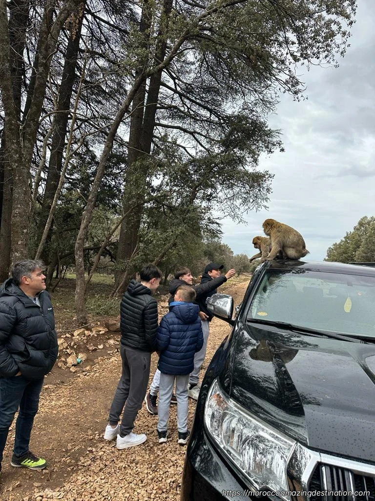 Cedar forest with Barbary apes