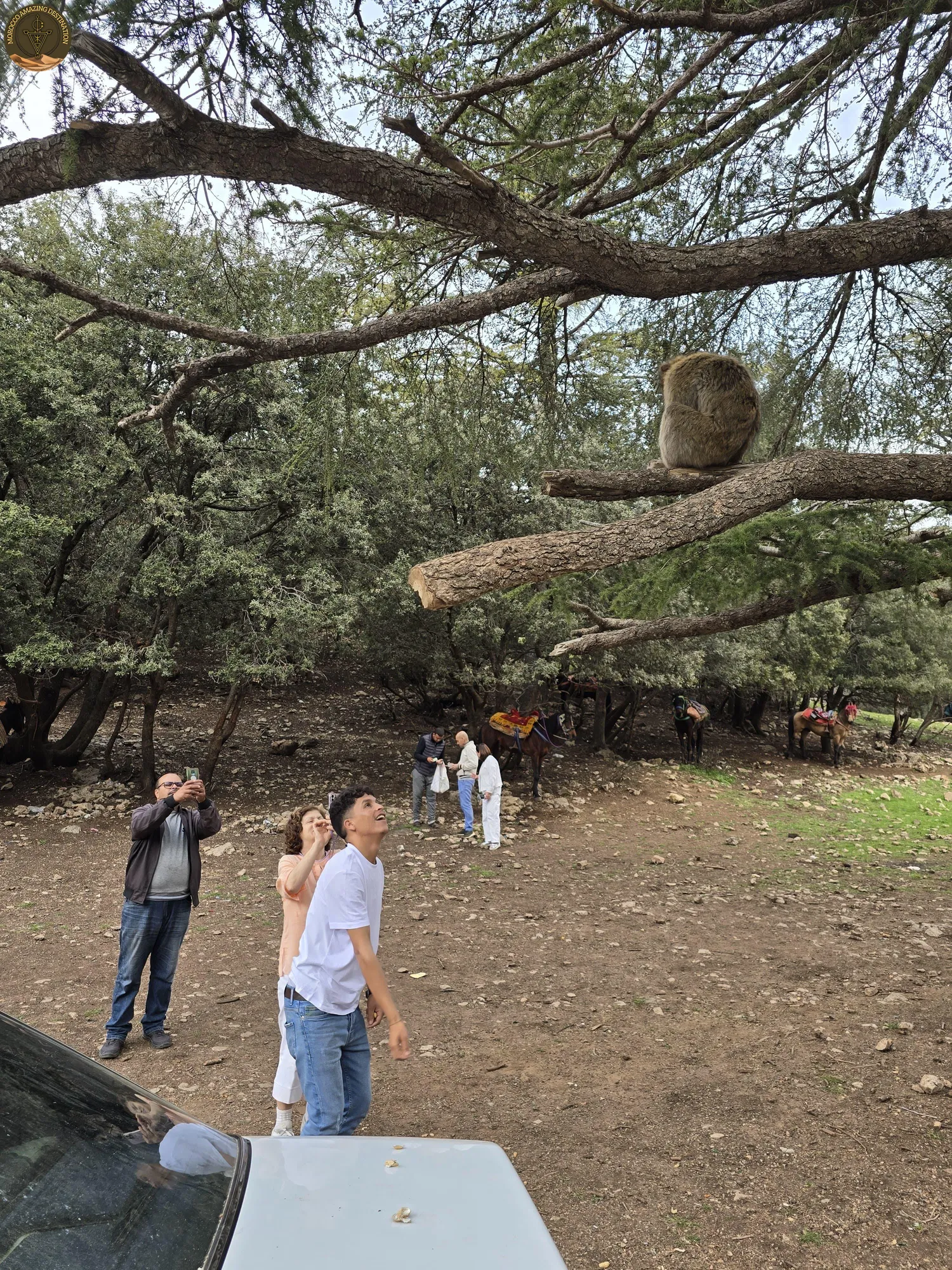 Morocco Experience - Azrou Cedar Forest in Morocco