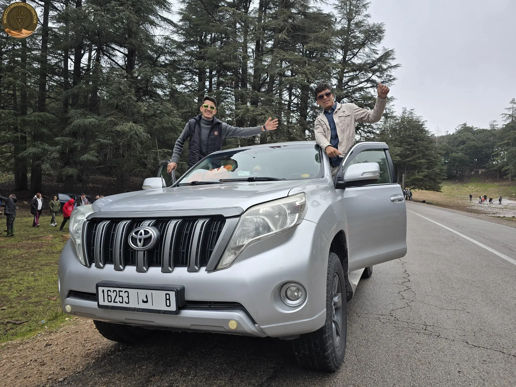 Cedar forest near Azrou with Barbary macaques