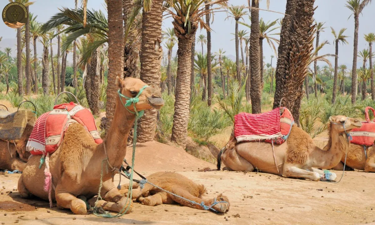 Paseo en Camello al Atardecer en Marrakech: Guía Completa de la Hora Dorada