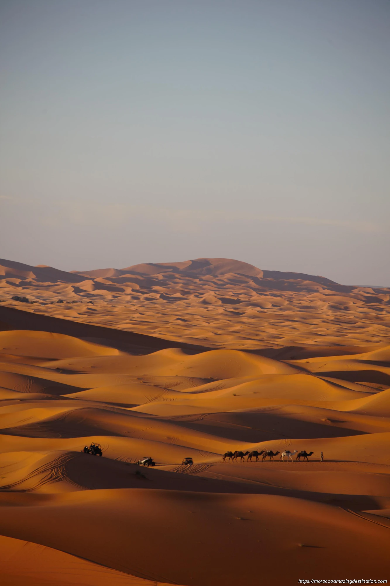 Camels in the Desert