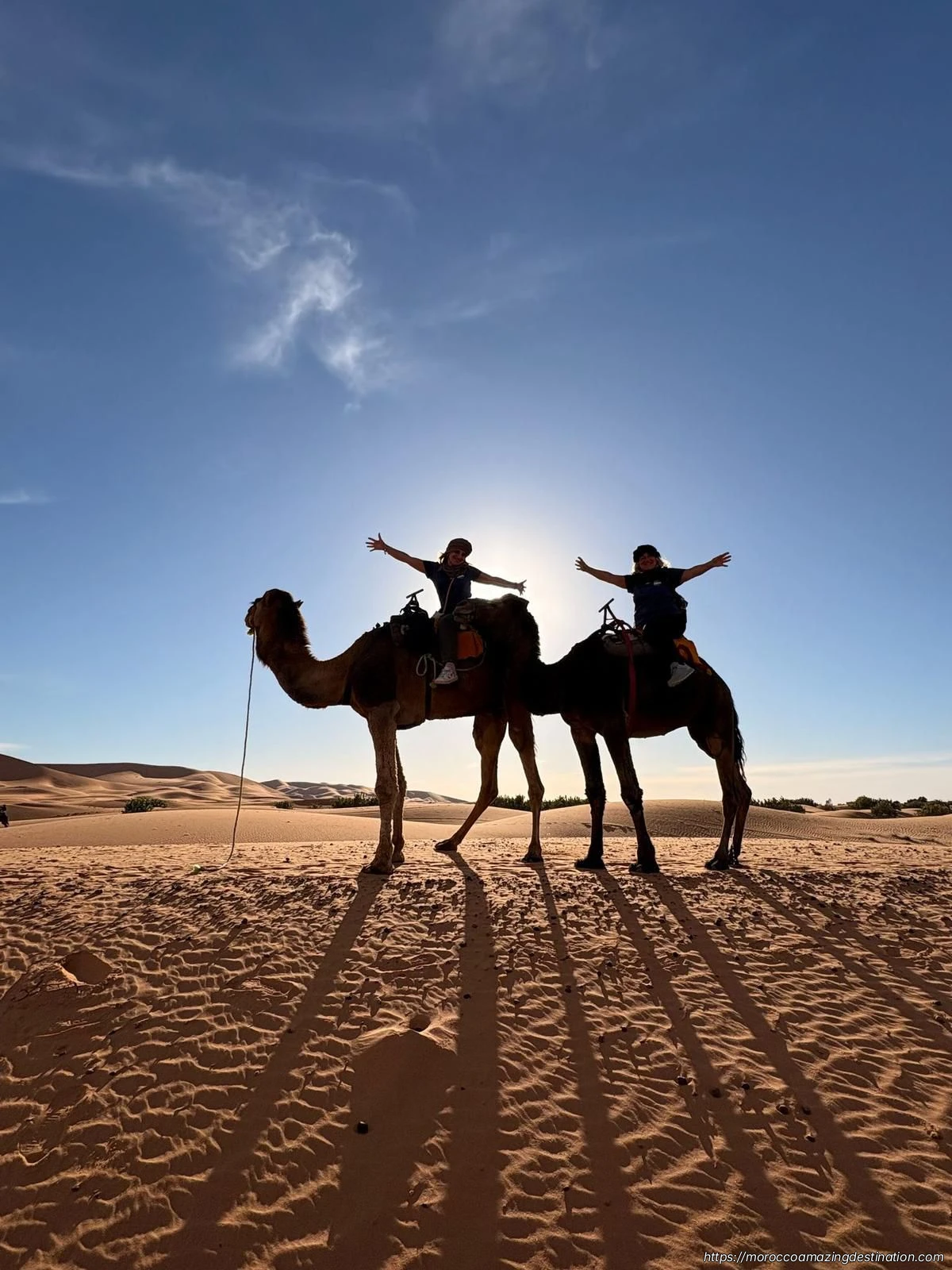 Camels in Merzouga Desert