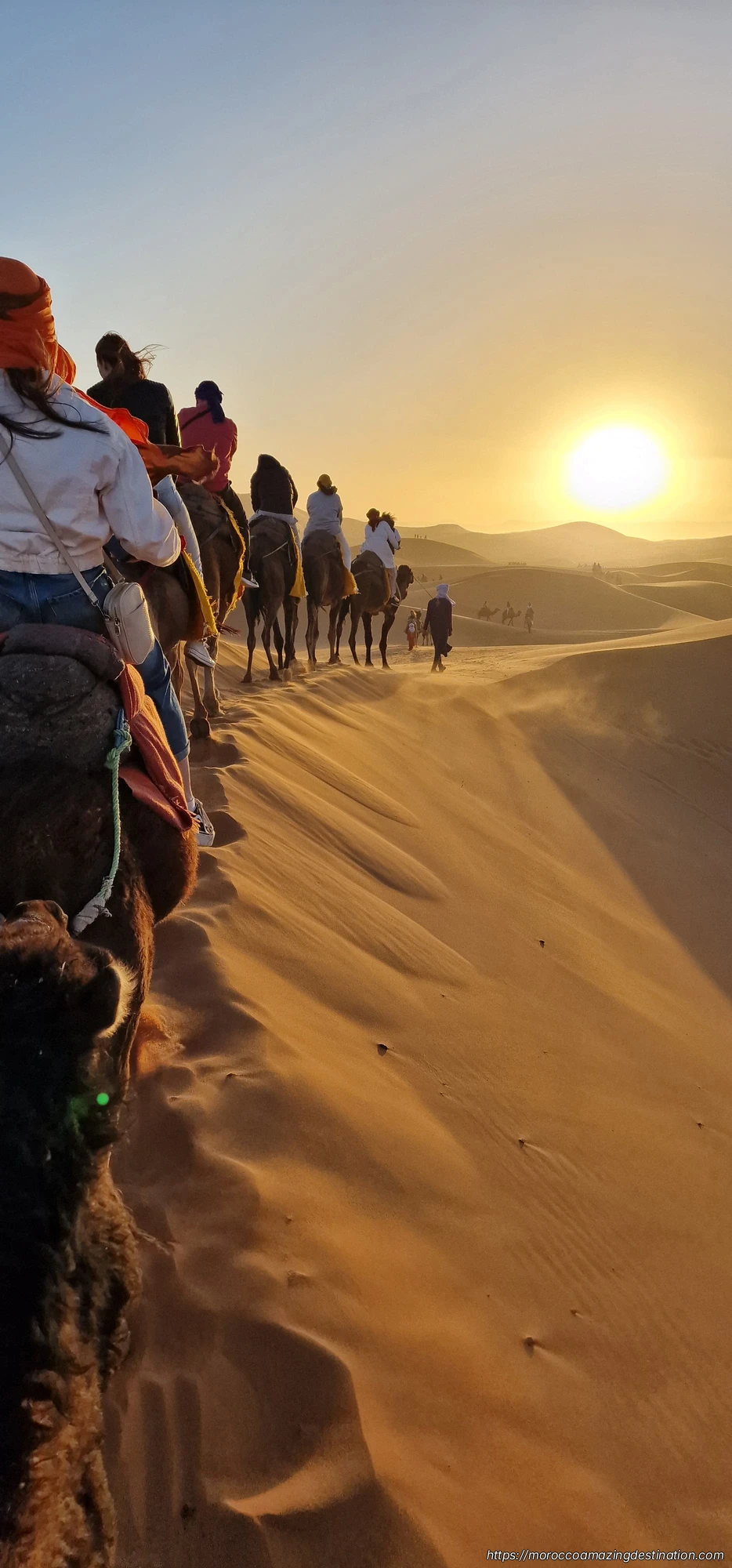 Camels in Merzouga Desert