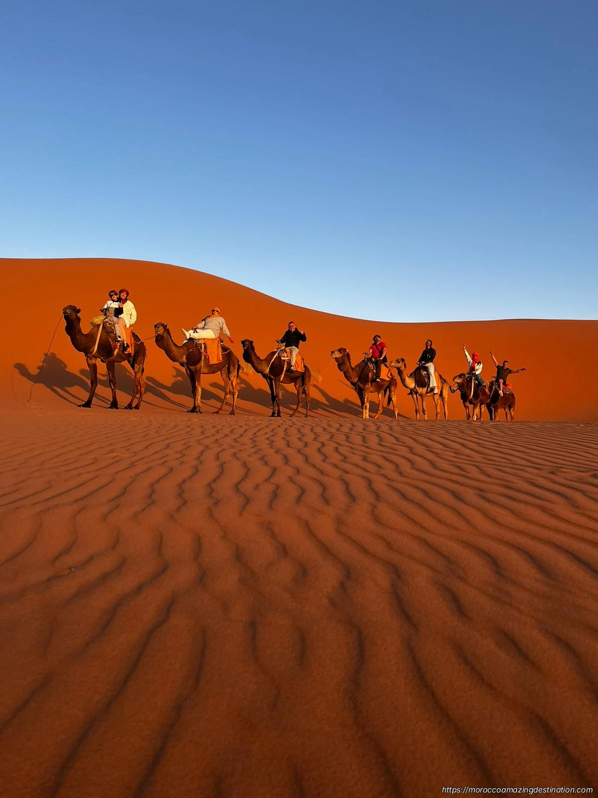 Camels in the desert