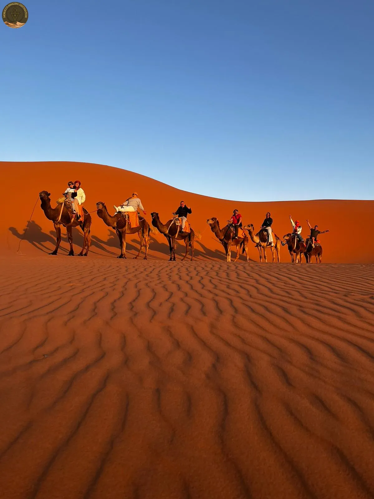 Camels in the desert