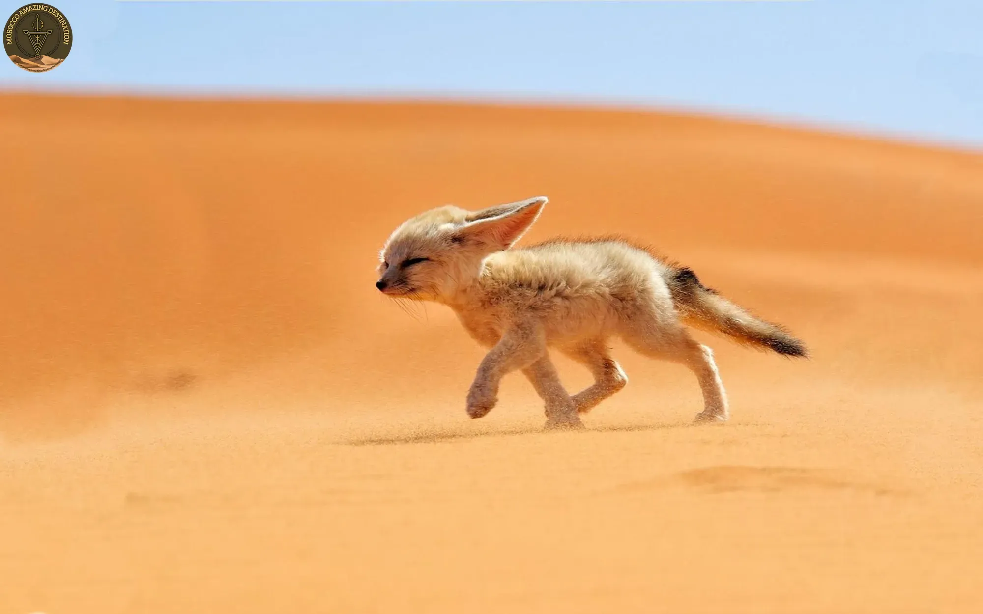 Fennec fox in Moroccan Sahara dunes at dusk