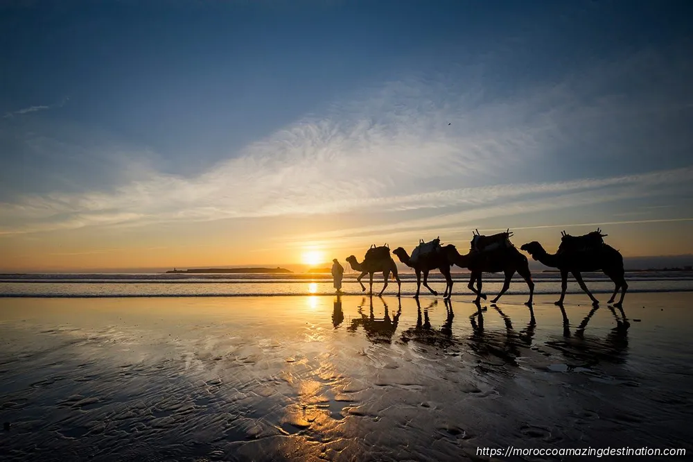 Essaouira Activities: The Ultimate Guide to Things to Do in Essaouira, Morocco