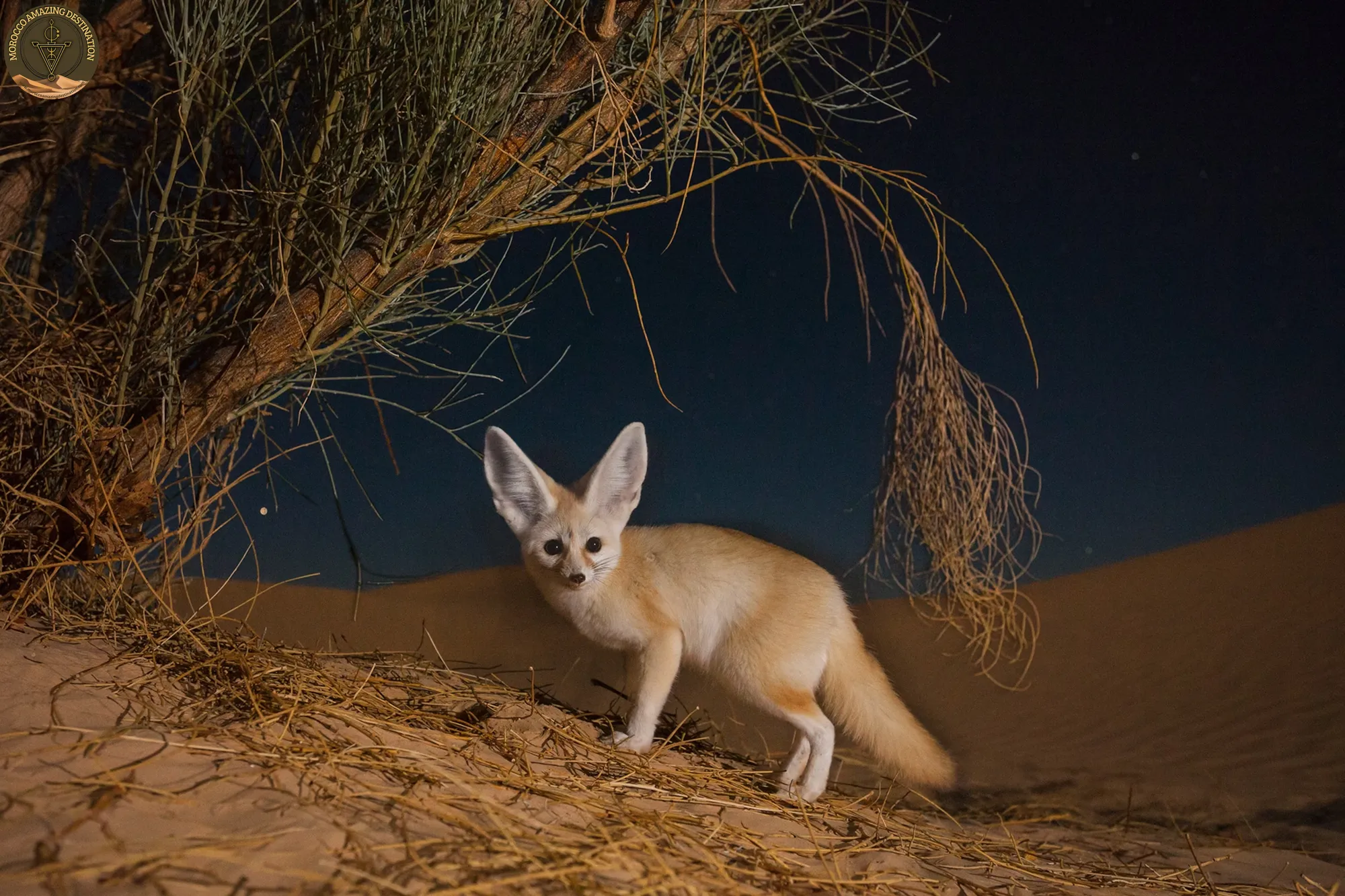What Animals Are in Morocco? Wildlife Guide & Top Spots