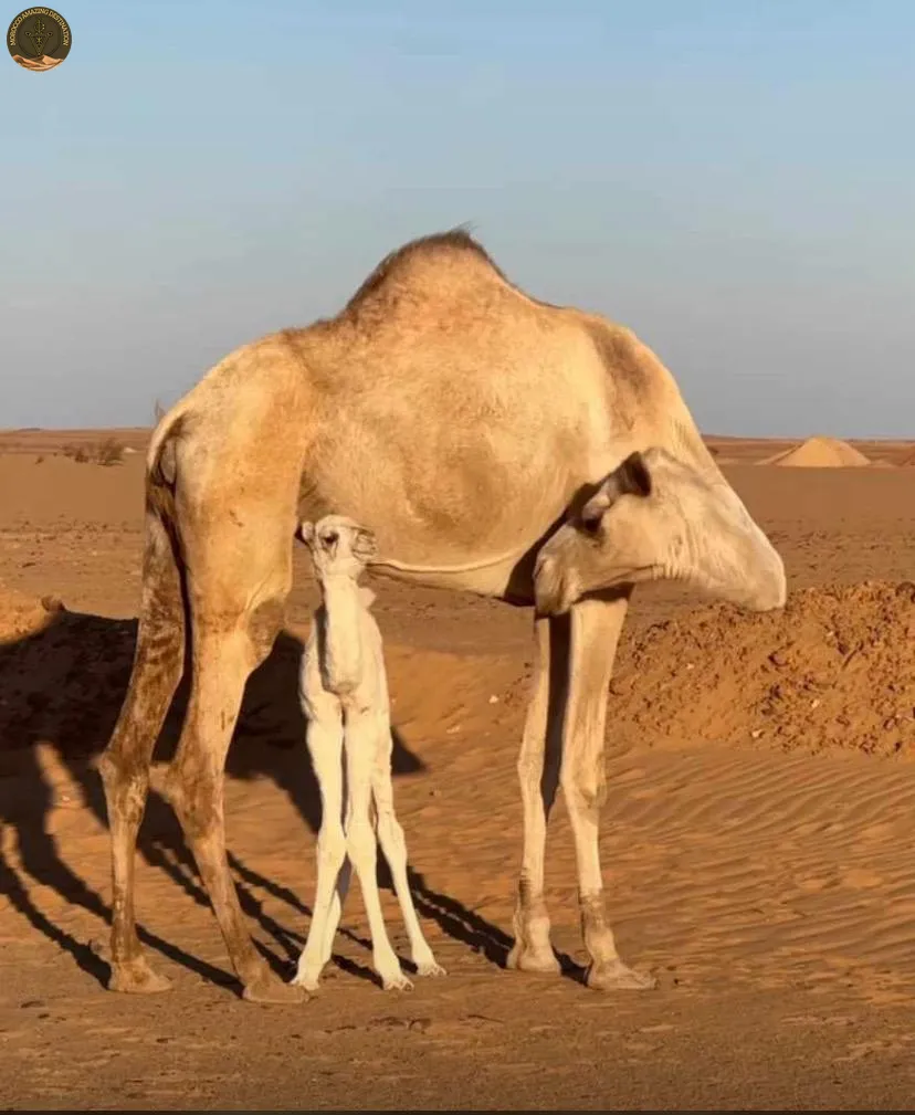 Rabat to Sahara desert tour - Merzouga desert camel ride