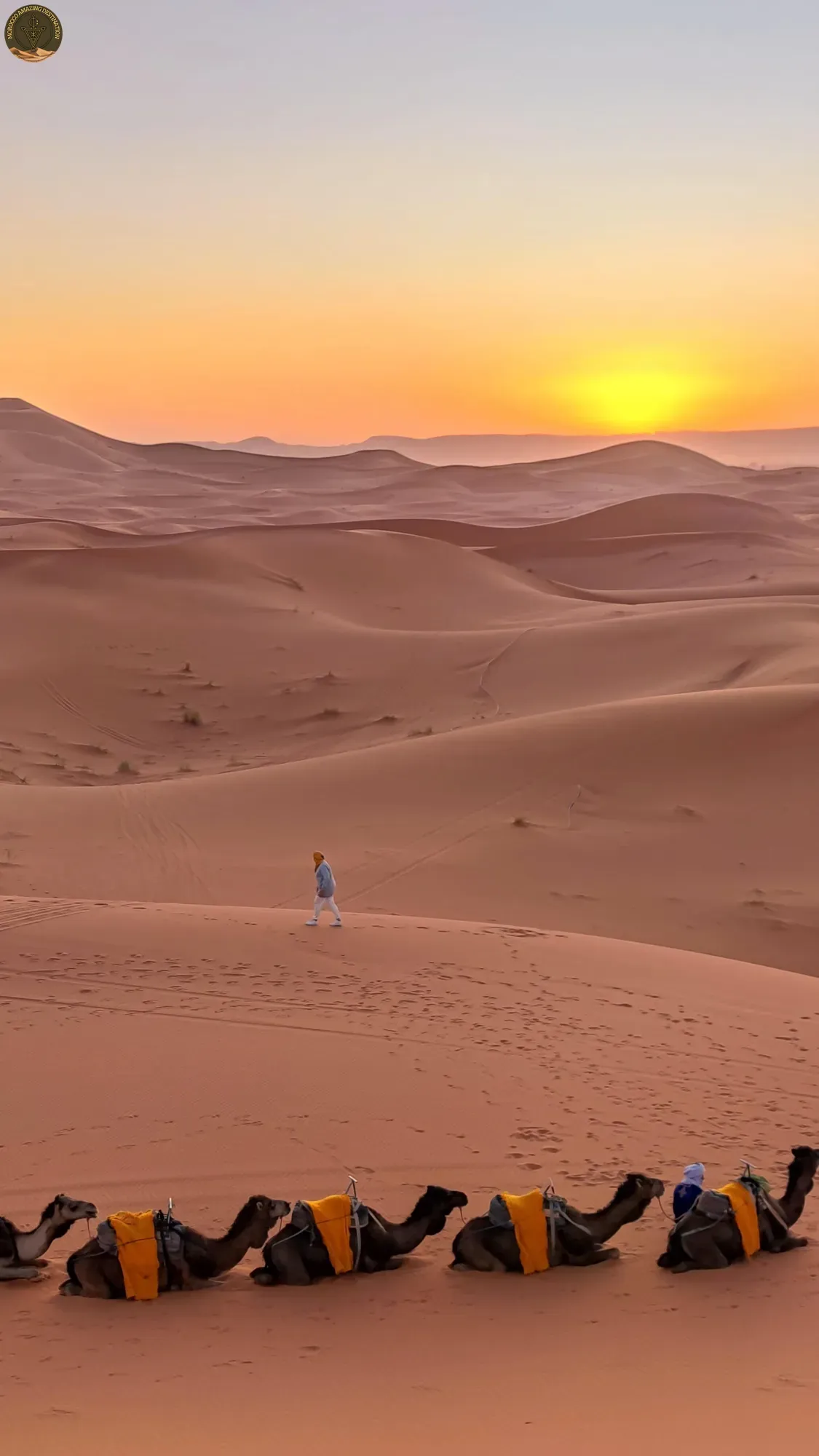 Camel trek crossing Erg Chebbi dunes at sunset