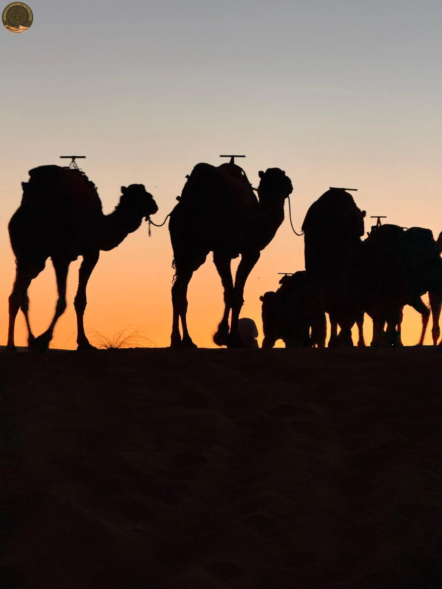 Merzouga desert camel trek - Morocco 10 day private tour