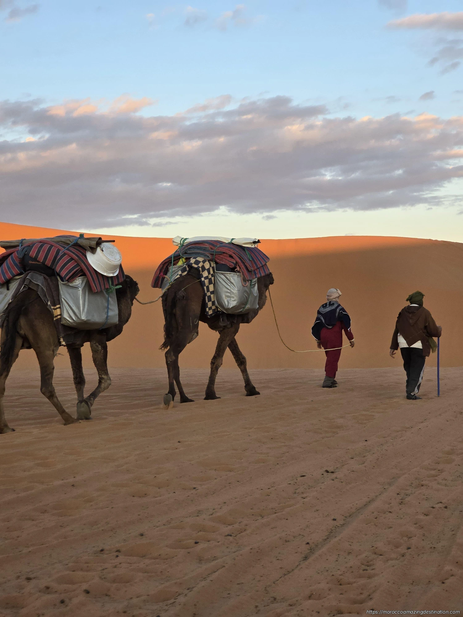 Merzouga desert camels