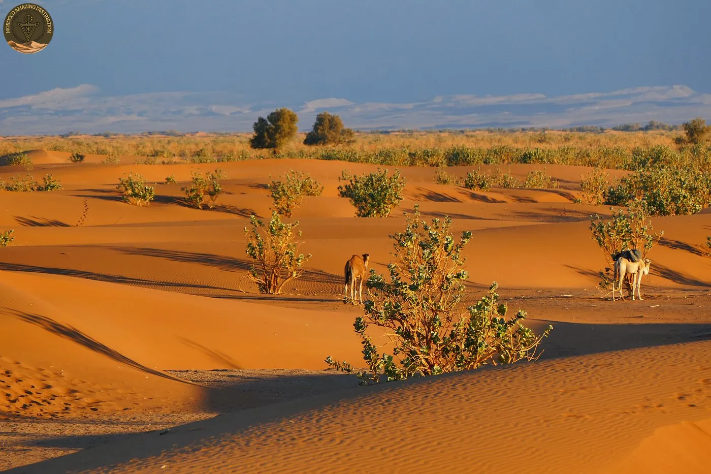 Discover a Mhamid excursion berber with Erg Chigaga dunes, desert camps and living Berber culture — plan your Sahara getaway.
