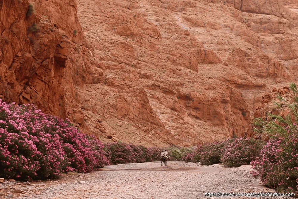 Rose Valley Ouarzazate: The Complete Guide to Morocco's Valley of Roses