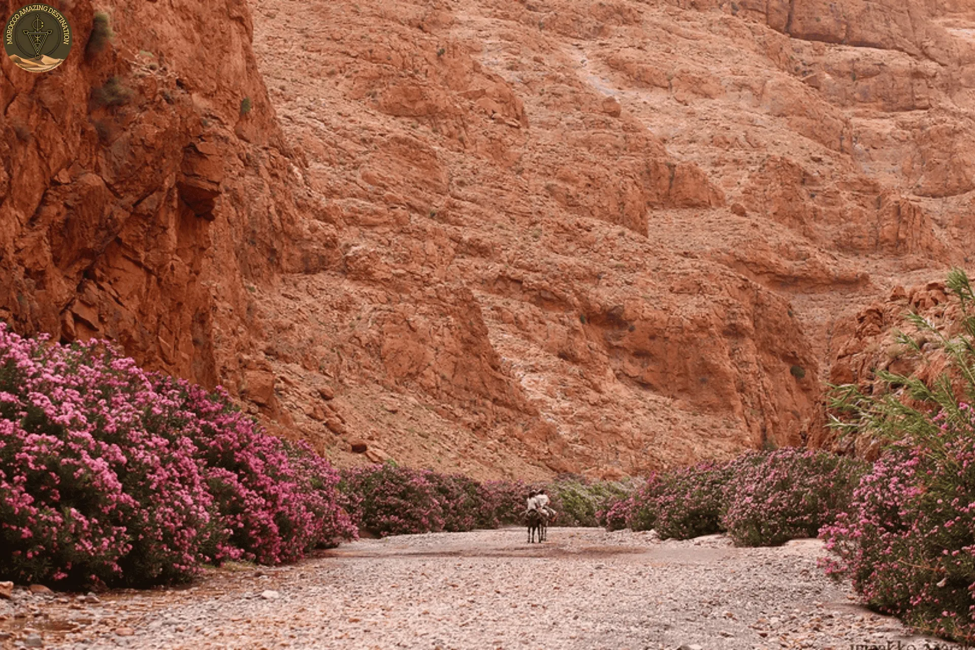 Rose Valley Ouarzazate: The Complete Guide to Morocco's Valley of Roses