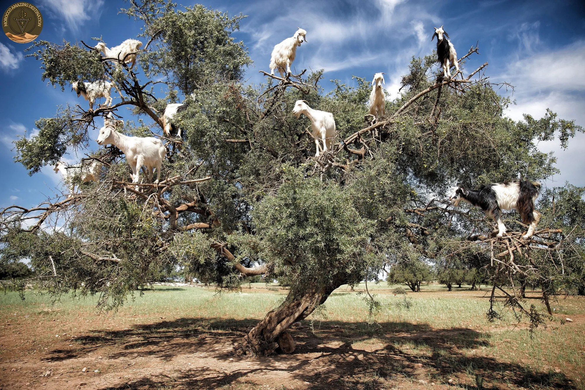 Animales de Marruecos: Guía Completa de la Fauna Marroquí