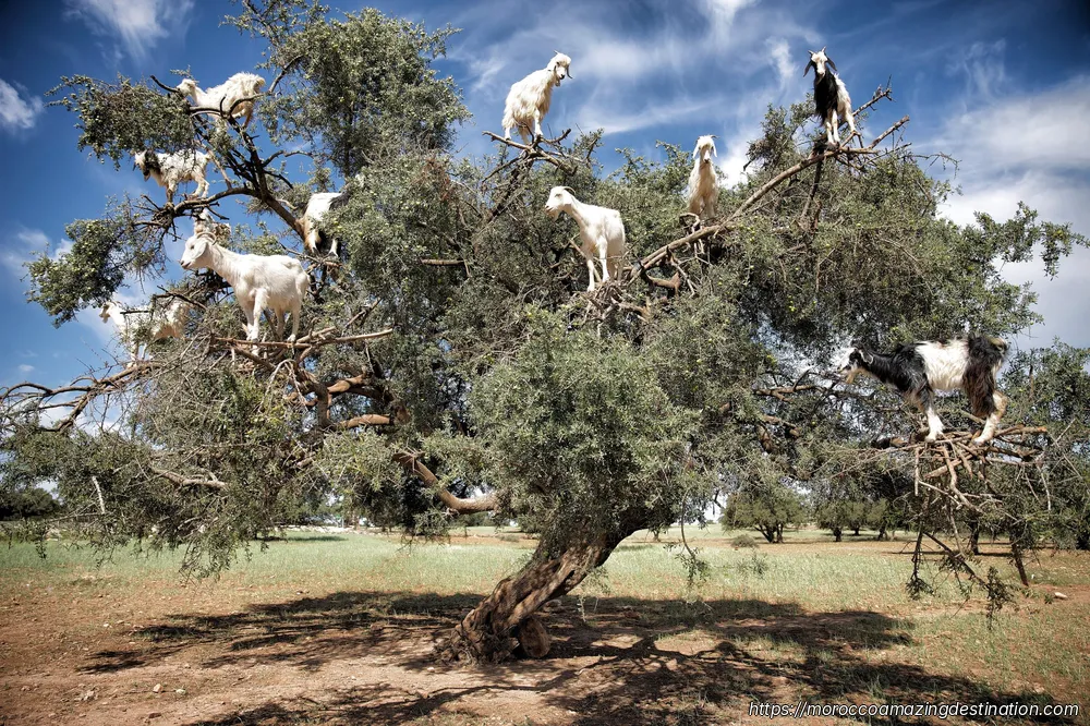 Animals in Morocco: A Complete Guide to Moroccan Wildlife